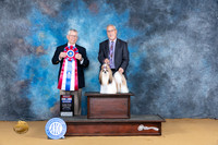 Shih Tzu #14 Sat BIS Judge Richard Lewis
