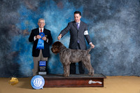 Wirehaired Pointing Griffon #5 Sat G1 Judge Richard Lewis