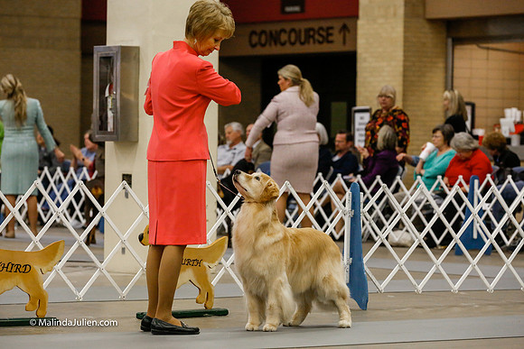 10-12 Vet Bitch Friday Ring_CL_4419-HR3