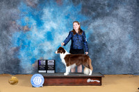 Border Collie #15 Sun CHWB Judge Richard Lewis