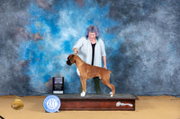 Boxer #7 Sat RWD Judge Bridget Brown