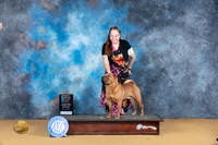Chinese Shar Pei #5 Sat OHBIS Judge Carol Moser r