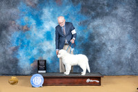 Great Pyrenees #16 Sat BMatchG3 Judge Suzanne Dillin