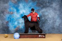 Afghan Hound Sun