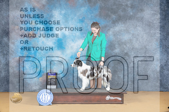 Border Collie #12 Sun BOB Judge Richard Lewis_JP_8605_SulSprng2023_HR3