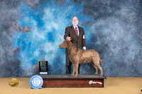 Chesapeake Bay Retriever #5 Sun OHG2 Judge Carol Graham