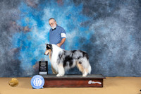 Collie Rough #7 Sun