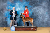 Belgian Malinois #5 Sun G4 Judge Richard Lewis