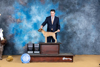 Border Terrier #5 Sun G4 Judge Lee Anne Bateman