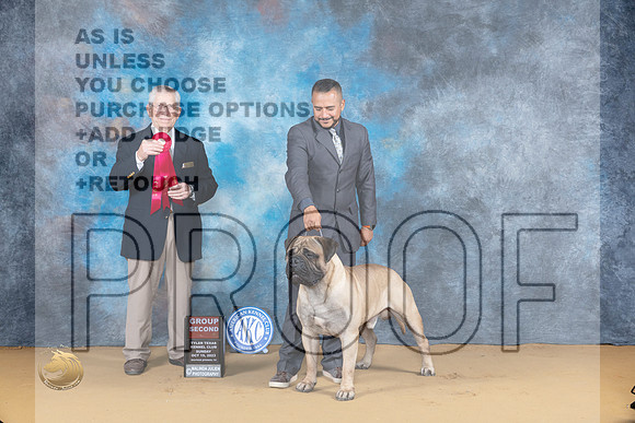 Bullmastiff #5 Sun G2 Judge Richard Lewis_JP_8787_SulSprng2023_HR3