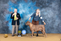 Cane Corso #15 Sun Judge Richard Lewis