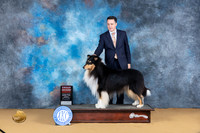 Collie Rough #5 Sun G2 Judge Richard Lewis