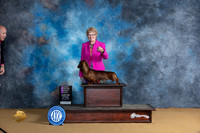 Dachshund Smooth #5 Sun OHG1 Judge Carol Moser