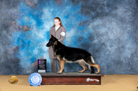 German Shepherd Doe #5 Sun OHG1 Judge Carol Moser