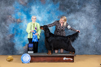 Gordon Setter #5 Sun G1 Judge Suzanne Dillin