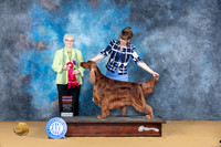Irish Setter #6 Sun G2 Judge Suzanne Dillin