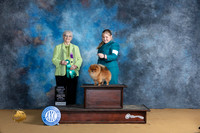 Pomeranian #7 Sun OHG3 Judge Suzanne Dillin