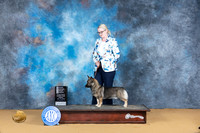 Swedish Valuhund #5 Sun OHG4 Judge Carol Graham