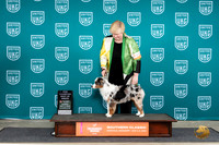 Miniature America Shepherd #711 Sun BOBCH Judge Valerie Plitz