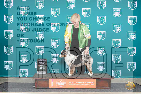 Miniature America Shepherd #711 Sun BOBCH Judge Valerie Plitz__JP_6578_BatesvilleMS_2024_HR3