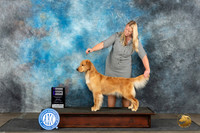 Golden Retriever #12 Mon WB Judge Debra Thornton