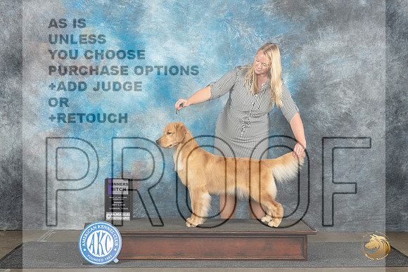 Golden Retriever #12 Mon WB Judge Debra Thornton__JP_4414_Lubbock_2024_HR3