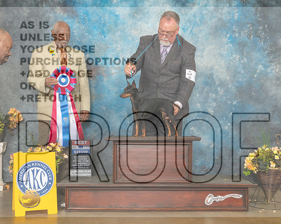 Toy Manchester Terrier #6 Thur BIS Judge Eugene Blake-MMJ_9126-NWARK2022-HR3
