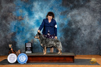 Australian Cattle Dog #5 Fri G4 Judge Denise Dean