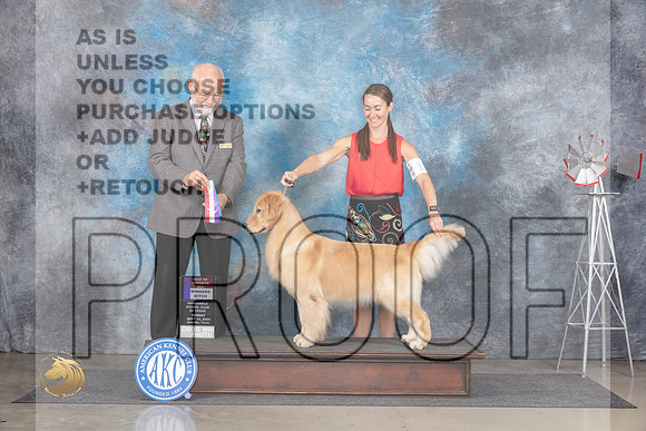 Golden Retriever #18 Sun WBBOS Judge Gary Andersen__JP_6254_Amarillo_2024_HR3