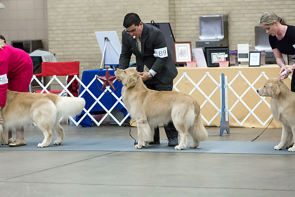 Open Dog Thur RingMJJL2551-HR3