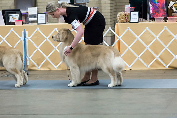 Open Dog Thur RingMJJL2565-HR3