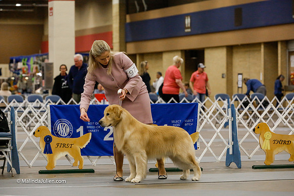 Open Dog Friday Ring_CL_2455-HR3