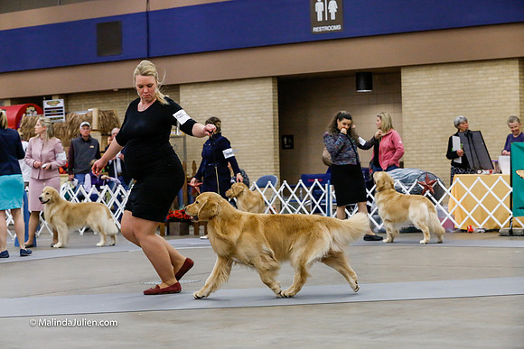 Open Dog Friday Ring_CL_2393-HR3