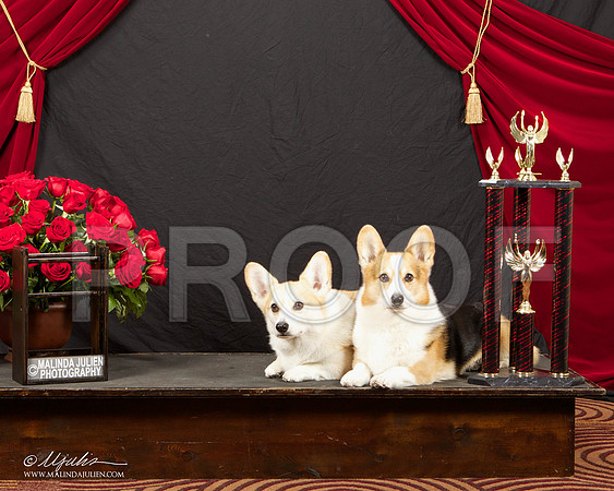 _ST_3383-HstnCorgiFeb2015-HR3