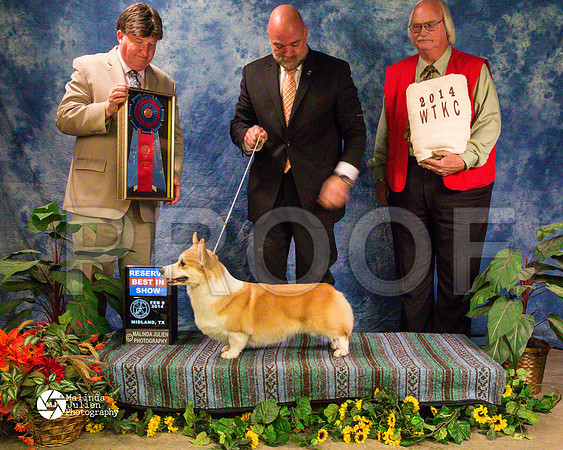 corgiPW-9447-MidFeb14-HR