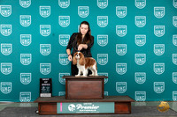 Cavalier King Charles Spaniel #784 Sun BOB Judge Deb Alle