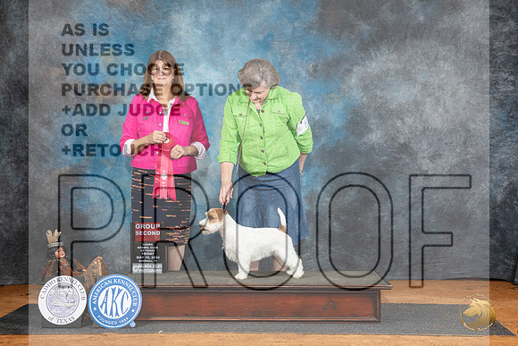 Russel Terrier #5 Fri G2 Judge Ann Barlow__JP_7433_MARSHALL_2024_HR3