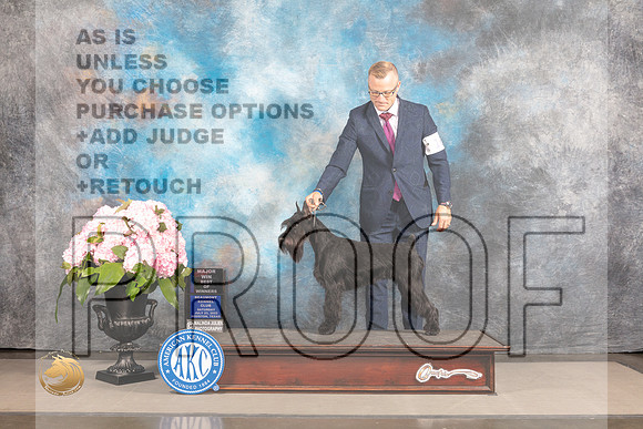 Schnauzer Std #16 Sat BOW Judge Ken Murray_MJ_6994_Houston_2022_HR3