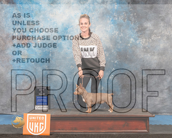 Teddy Roosevelt Terrier #249 Sat2 RBIS Judge Pam Moore_MMJ_6668_Addison2022_HR3