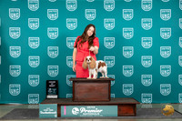 Cavalier King Charles Spaniel #784 Thur AOE Judge Sharon Griffin