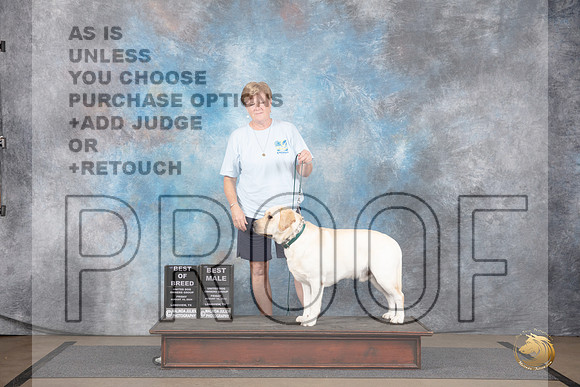 Labrador Retriever #123 Fri BM BOB Judge Joe Blow__JP_2351_LongviewTX_2024_HR3