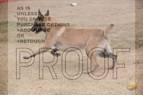 Precision Coursing Longview WA 2024 Belgian Malinois _JJL_3346_Longview WA_2024_HR3
