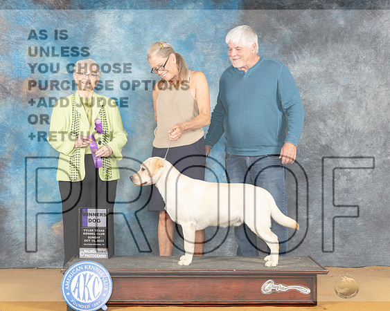 Labrador Retriever #9 Sun WD Judge Suzanne Dillin-_JP_8508e_SulphurSprings2023-HR3