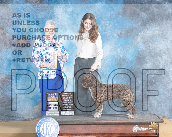 Spanish Water Dog #6 Sat BOB JUdge Carol Graham-_JP_8014e_SulphurSprings2023-HR3
