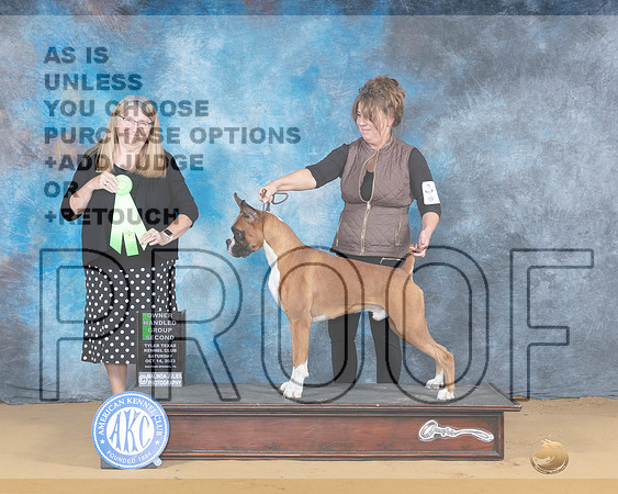 Boxer #5 Sat OHG2 Judge Bridget Brown-_JP_8134e_SulphurSprings2023-HR3