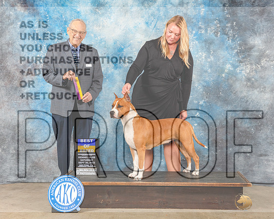 American Staffordshire Terrier #10 Sat BOB Judge Kenneth Berg-_CL_6341eBelton2023-HR3