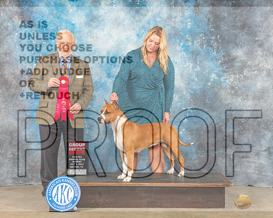 American Staffordshire Terrier #10 Sun G2 Judge Gerard Penta-_CL_6812eBelton2023-HR3