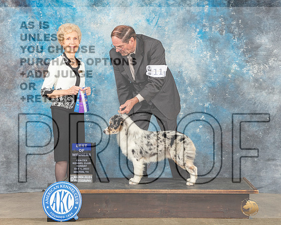 Miniature American Shepherd #11 Sun BOW Judge June Penta-_CL_6616eBelton2023-HR3