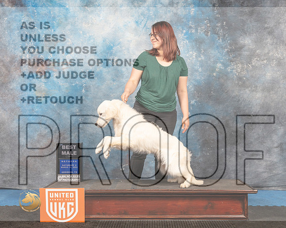 Golden Retriever #243 Sat2 BM Judge David Arthur_MMJ_6641_Addison2022_HR3