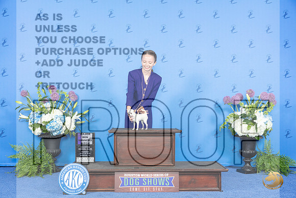 Chihuahua Smooth #12 THUR WBM Judge Sandra Lex__JP_7981_Houston_2024_HR3